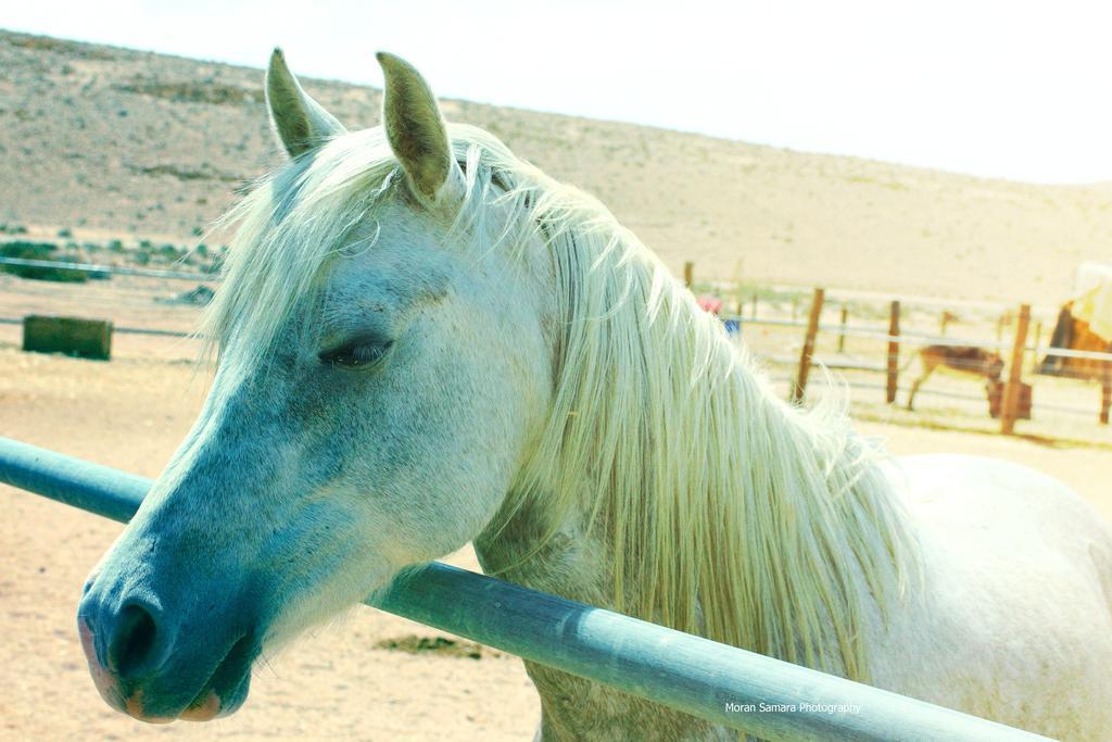 Succah In The Desert 미츠페 라몬 외부 사진
