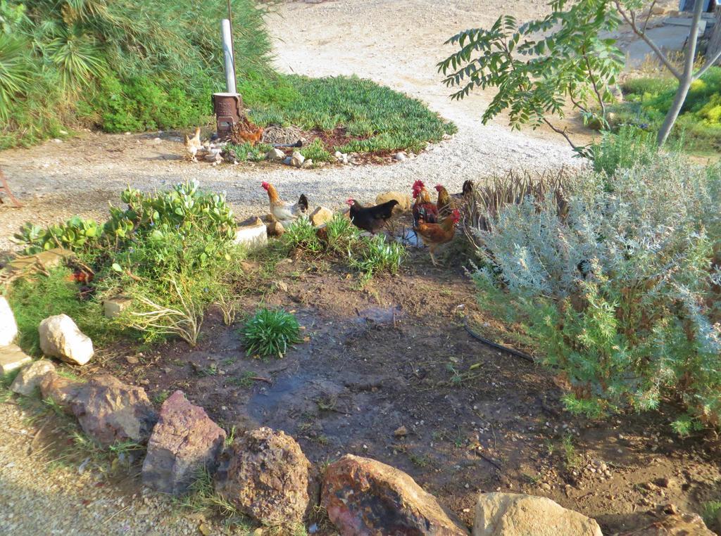 Succah In The Desert 미츠페 라몬 외부 사진